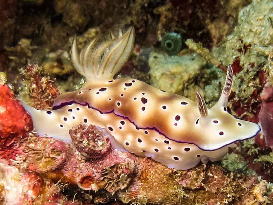 Hypselodoris tryoni